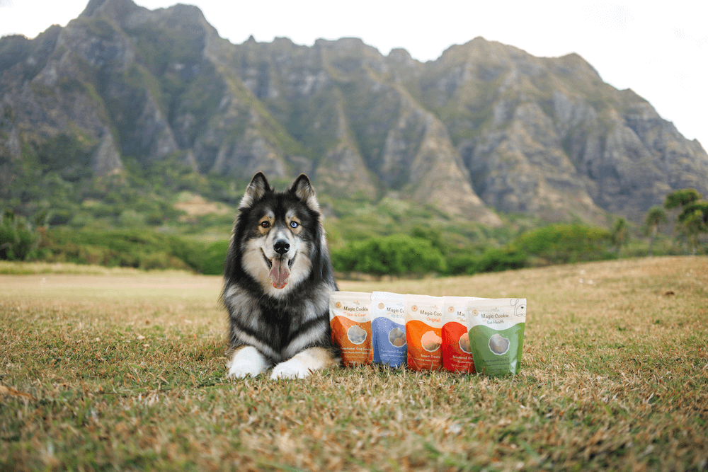 High Protein Dog Food