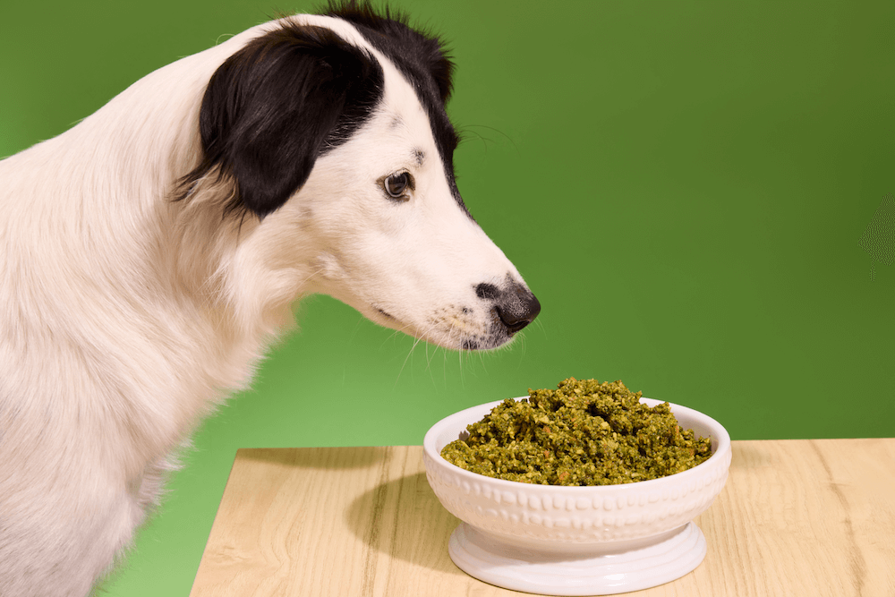 Cleanest Dog Food 2025