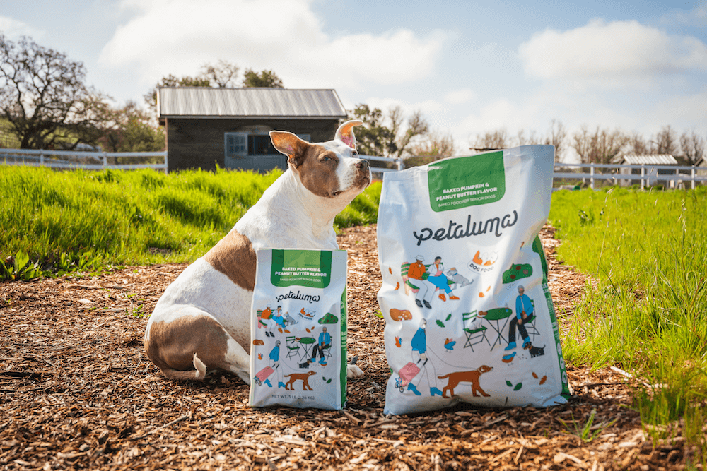 Best senior dog food