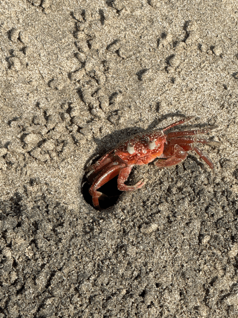 Best Beaches in Nosara